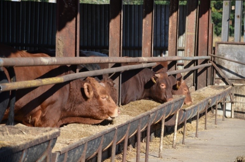 Intensywny opas - klucz do sukcesu w hodowli bydła mięsnego