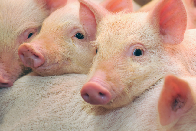 Pasze ekstrudowane w aspekcie stabilizacji mikrobiomu świń,  w tym ograniczenia występowania biegunek