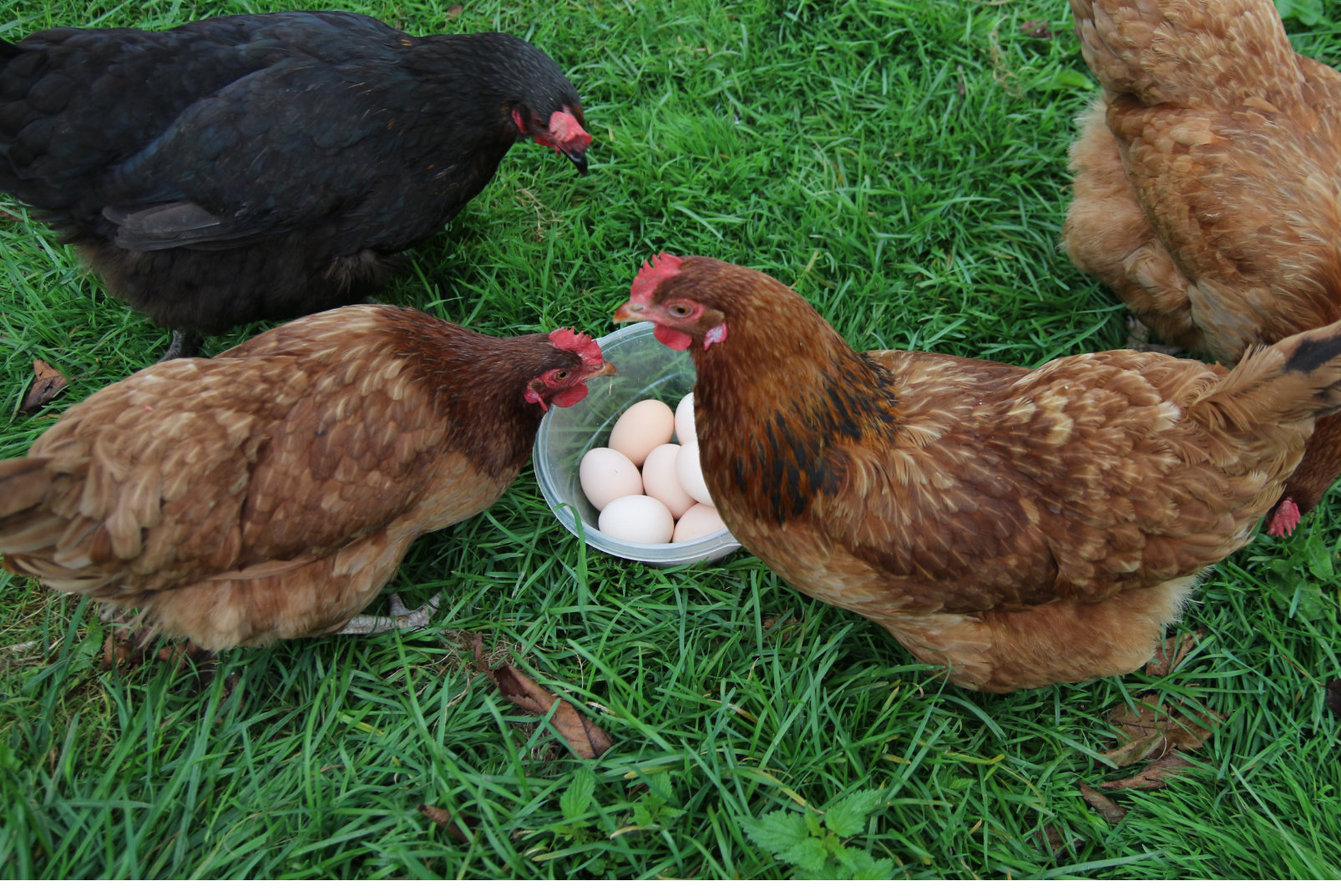 Zdrowe jajka od szczęśliwych kur. Pasza 